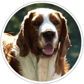 springer-spaniel-walijski-bart