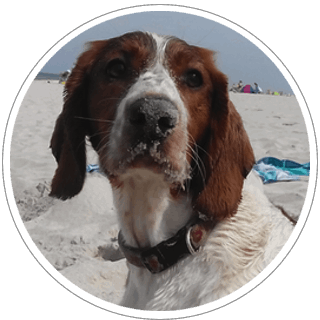 gerda-minebea-springer-spaniel-walijski